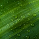 Water on Fern