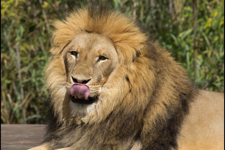 Lions lick