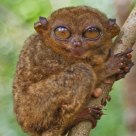 Philippine Tarsier