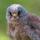 kestrel