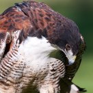 hawk