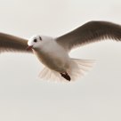 Flying seagull