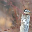 Sitting on an old fence 