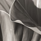 A Twist in the Leaf