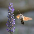 Humminbird Hawk-Moth