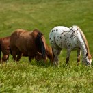 Spring Grazing