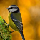 Blue tit