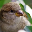 Bird eating