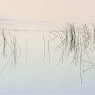 'Reeds at Sunset'