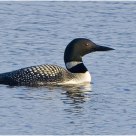 'Common Loon'