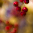 Autumn Color