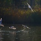 Gulls
