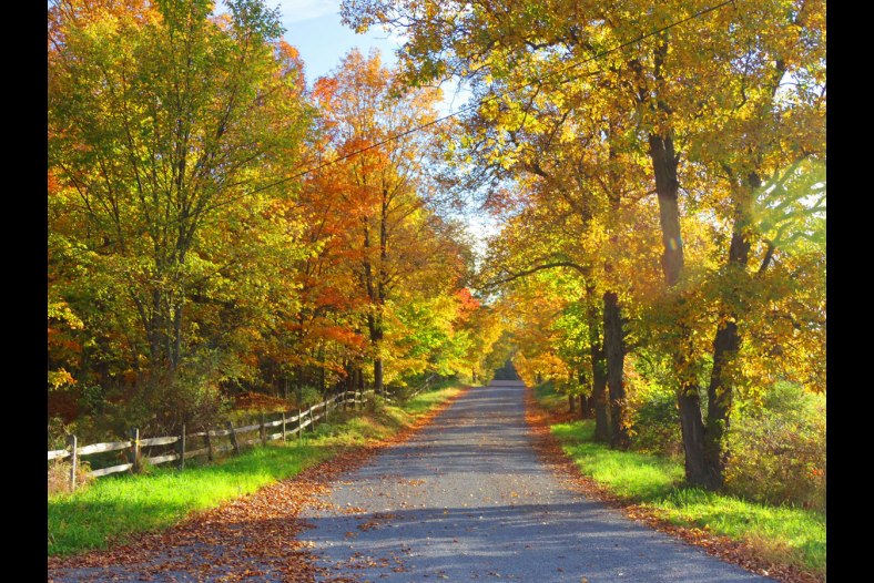 Country Road in Autumn
