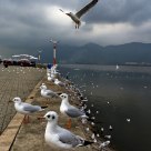 Gulls in Winter