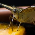 Butterfly Loves Mango