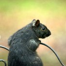 Raiding the feeder