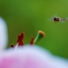Hovering hoverfly