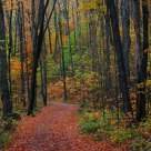 Fall in Gatineau Park