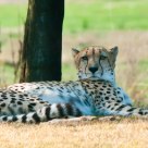 Cheeta