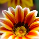 Medal Chrysanthemum