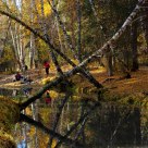 In a woodland
