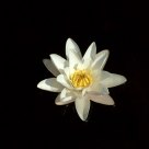 white waterlily in the dark