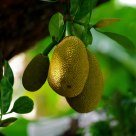 Jackfruits