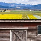 Daffodil Roof
