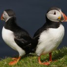 Mirrorpuffins