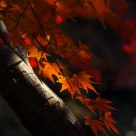 枫影点光