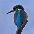 Kingfisher