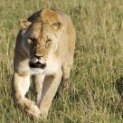 Lioness 