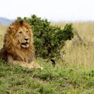 Lion in Masai Mara