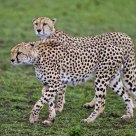 Hunting Cheetahs