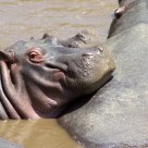 Easy life of being Hippo
