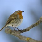 Robin