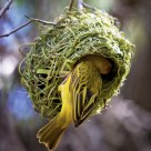 Southern Masked Weaver