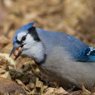 Blue Jay Gorging
