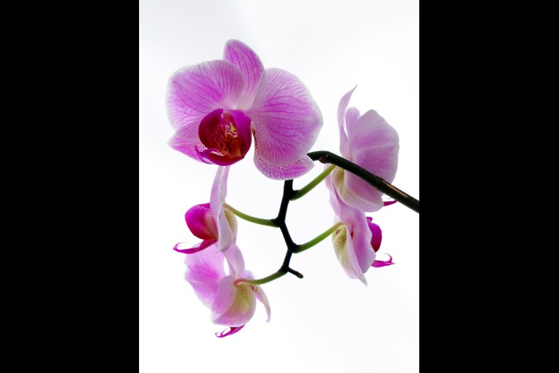 Orchid