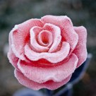 Frozen Rose