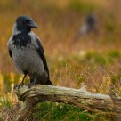 Crows