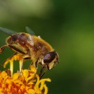 hover fly (1)