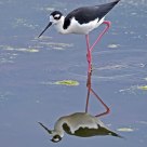 Black-necked Stilt