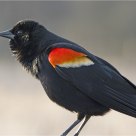 'Red-Winged Blackbird'