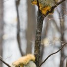 'Squirrel Tree'