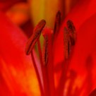 Lilly Stamen