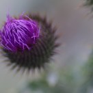 Purple Flares--Burdock
