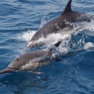 Wild Dolphins at New Port Beach