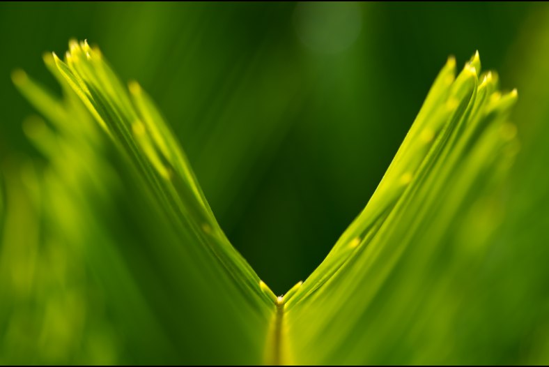 Green V