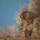 Yellow Bellied Marmot